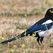 Yellow-billed Magpie
